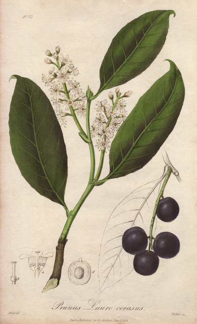 Kirschlorbeer oder Lorbeer-Mandel oder Lorbeer-Pame oder Trebizond-Lorbeer (Prunus Lauro-cerasus) - Illustration aus „Medical Botanical, Description of the Medicinal Plants of London, Edinburgh and Dublin“ von John Stephenson und James Morss Churchill von Unbekannter Künstler