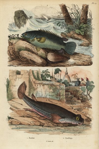 Kletterbarsch, Anabas testudineus, und Vieraugenfisch, Anableps anableps von Unbekannt