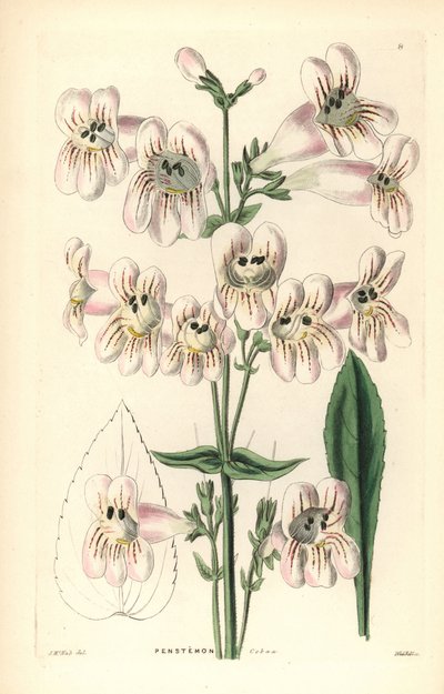 Cobaea-blütiger Penstemon, Penstemon cobaea. Handkolorierte Kupferstichgravur von Weddell nach J. McNab aus John Lindley und Robert Sweet