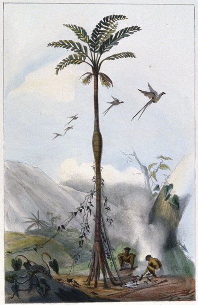 Kokospalme (Barrigudo) von Unbekannter Künstler