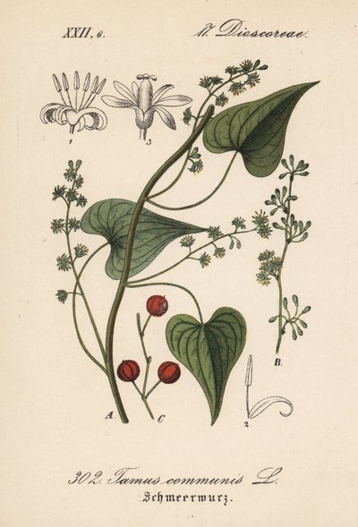 Schwarze Nieswurz, Tamus communis. Handkolorierte Lithographie aus Diederich von Schlechtendals Deutsche Flora (Flora von Deutschland), Jena von Unbekannter Künstler