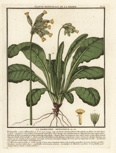 Echte Schlüsselblume, Primula veris von Unbekannter Künstler