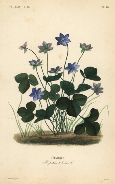 Leberblümchen von Unbekannt