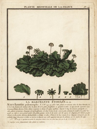 Gemeine Lebermoos, Marchantia polymorpha von Unbekannter Künstler
