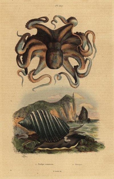 Gemeiner Krake, Octopus vulgaris 1, und Meeresschnecke, Dicathais orbita 2 von Unbekannt