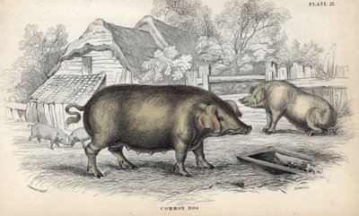 Gewöhnliches Hausschwein (Sus domestica) in einem Schweinestall. Kupferstich von William Lizars, basierend auf einer Zeichnung von James Stewart, veröffentlicht in der Naturalist Library: Säugetiere, Dickhäuter und vierfüßige Tiere mit feiner Haut, herausg von Unbekannter Künstler