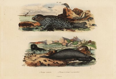 Gewöhnliche Robbe, Phoca vitulina 1 und Nördlicher Seeelefant, Mirounga angustirostris 2 von Unbekannt