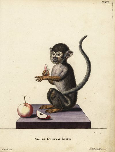 Gewöhnlicher Totenkopfaffe, Saimiri sciureus. Simia sciurea Linn. Handkolorierte Kupferstichgravur von Hermann Jakob Tyroff nach einer Illustration von Joseph Karell aus Johann Christian Daniel Schrebers Tierillustrationen nach der Natur von Unbekannter Künstler