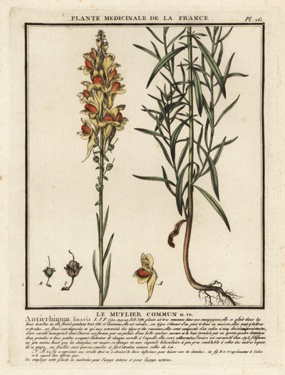 Gewöhnliches Leinkraut, Linaria vulgaris von Unbekannter Künstler