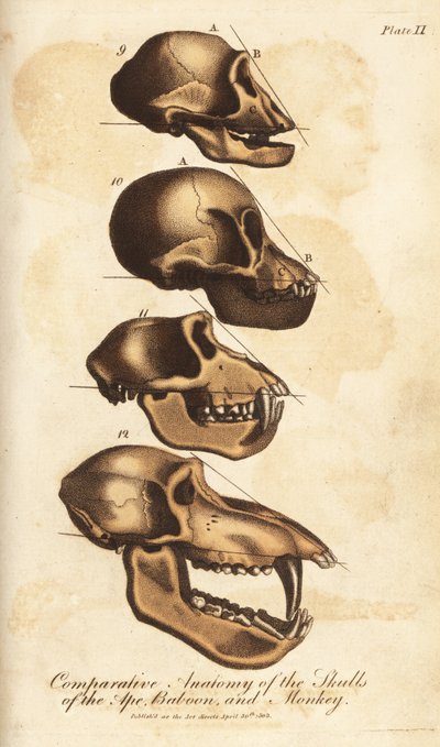 Vergleichende Anatomie der Schädel von Affe, Pavian und Affe - Handkolorierter Kupferstich aus Ebenezer Siblys Universal System of Natural History, London von Unbekannter Künstler