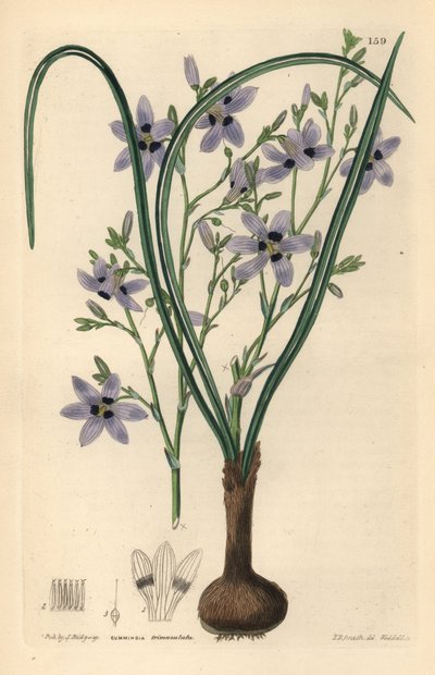 Conanthere - Conanthera trimaculata. Handkolorierter Kupferstich von Weddell nach Edwin Dalton Smith aus John Lindley und Robert Sweet