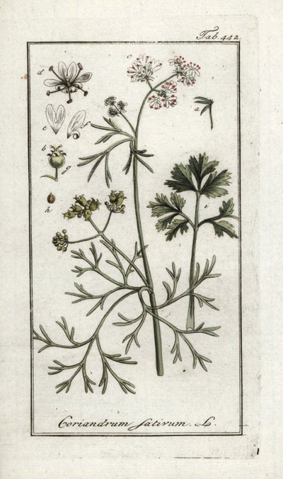 Koriander (Coriandrum sativum). Lithographie aus „Afbeelding der Artseny-Gewassen“ von Johannes Zorn (1739-1799), Niederlande von Unbekannter Künstler