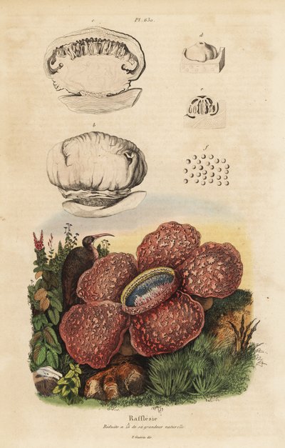 Leichenblume oder Rafflesia, Rafflesia arnoldii von Unbekannt