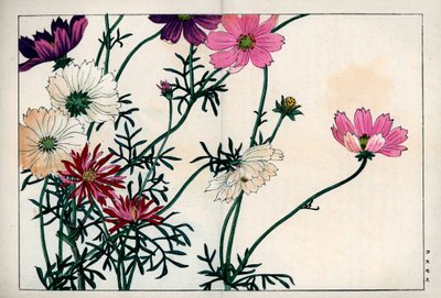 Kosmosarten in verschiedenen Farben von weiß bis rosa. Kosmos, Cosmos bipinnatus. Handkolorierter Holzschnitt aus Konan Tanigamis „Seiyou Sokazufu“ (Bildalbum westlicher Pflanzen und Blumen: Herbst Winter), Unsodo, Kyoto von Unbekannter Künstler