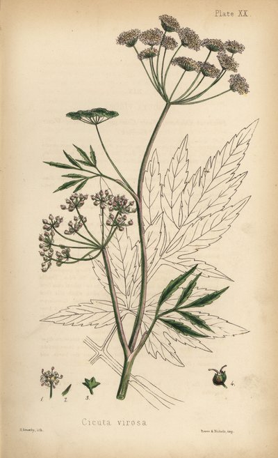 Wasserschierling, Cicuta virosa. Handkolorierte Lithographie von Henry Sowerby aus Edward Hamiltons Flora Homeopathica von Unbekannter Künstler