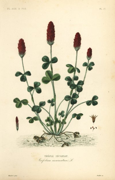 Inkarnatklee, Trifolium incarnatum von Unbekannt