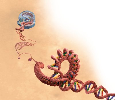 DNA einschließlich Doppelhelix, Chromosom, Zelle von Unbekannter Künstler