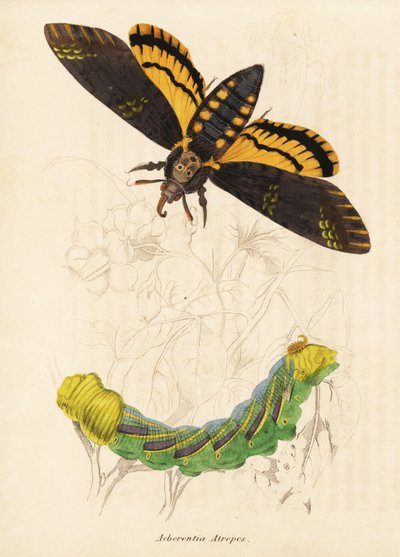 Totenkopfschwärmer, Acherontia atropos. Handkolorierter Stahlstich aus Georg Friedrich Treitschkes Naturhistorischer Bildersaal des Thierreiches, Leipzig-1842. von Unbekannter Künstler