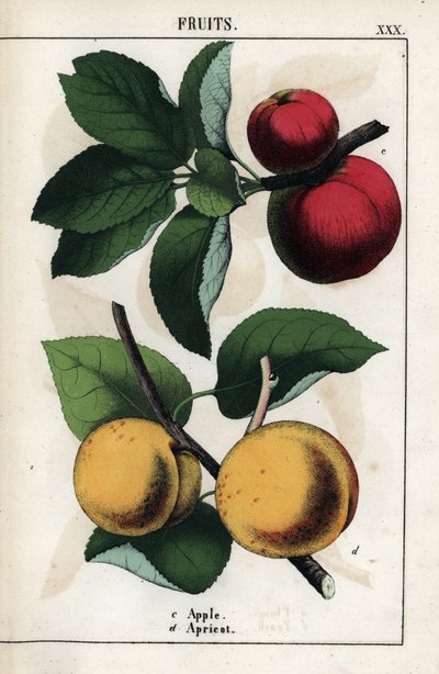 Beschreibung von Früchten: rote Äpfel und Aprikosen. Chromolithographie in „Recueil d