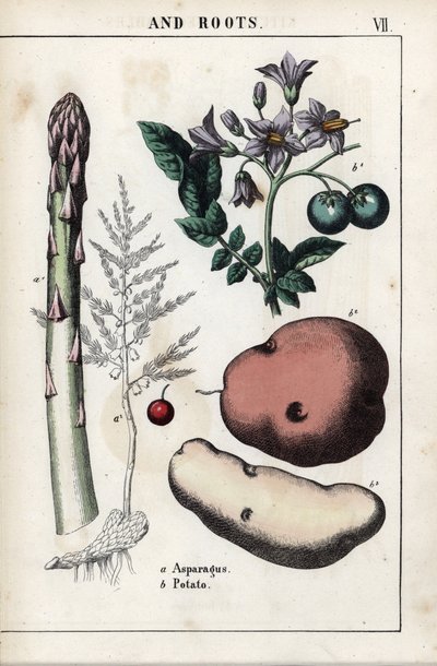 Beschreibungstafel: grüner Spargel und Kartoffel. Chromolithographie in „Recueil d