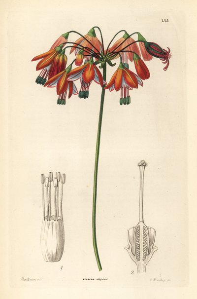 Korallentropfen oder elegante Bessera, Bessera elegans. Handkolorierter Kupferstich von G. Barclay nach Miss Sarah Drake aus John Lindley und Robert Sweets 