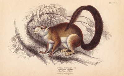 Duvaucels Eichhörnchen von Unbekannter Künstler