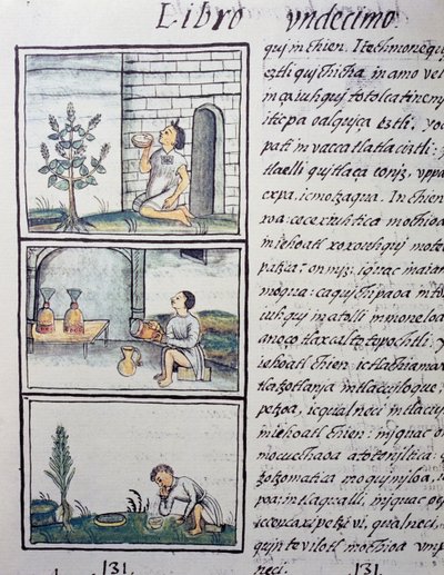 Essbare Pflanzen, Seite aus Buch XI des Florentiner Kodex, zweisprachige Version in Spanisch und Nahuatl, Allgemeine Geschichte der Dinge von Neuspanien, von Fray Bernardino de Sahagun von William M. Timlin