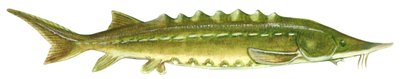 Schwarzer Stör - Atlantischer Stör (Acipenser oxyrinchus) von Unbekannter Künstler