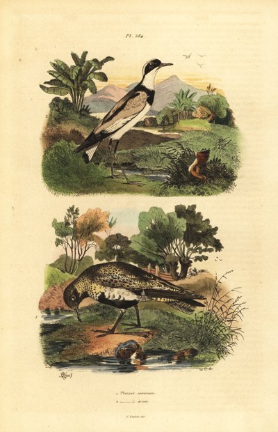 Goldregenpfeifer, Pluvialis apricaria, und Sandregenpfeifer, Charadrius hiaticula von Unbekannt