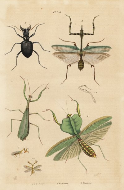 Europäische Gottesanbeterin, Mantis religiosa 1, Blattmantis, Choeradodis rhomboidea 2, Tigerkäfer, Manticora latipennis 3, Mantidfliege, Mantispa styriaca 4 von Unbekannt