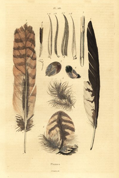 Federn, Plumes, Vogelanatomie von Unbekannt