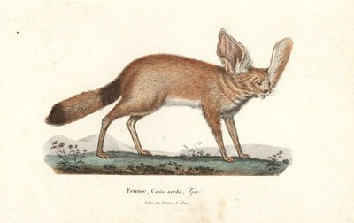 Fennek oder Wüstenfuchs, Vulpes zerda. Handkolorierte Kupferstichgravur aus Rene Primevere Lesson
