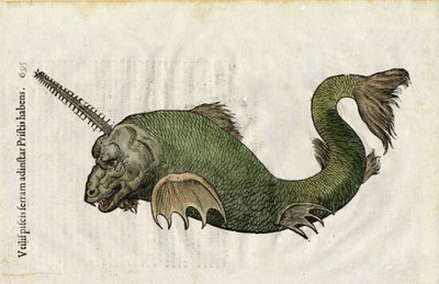 Sägefisch (Pristis) in Ulyssis Aldrouandi... De piscibus libri V et de cetis lib. vnus/Ioannes Cornelius Vteruerius... collegit; Marc. Antonius Bernia in lucem restituit..., behandelt die Naturgeschichte von Ulisse Aldrovandi (1522-1605). Bologna von Unbekannter Künstler