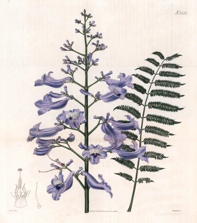 Flamboyantblau oder Austernbaum - Trinidad-Farnbaum, Jacaranda mimosifolia (Ovalblättrige Jacaranda, Jacaranda ovalifolia). Handkolorierter Kupferstich von Weddell nach einer Illustration von John Curtis aus Samuel Curtis