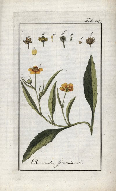 Brennender Hahnenfuß oder kleiner Graben oder kleine Flamme (Ranunculus flammula). Lithographie aus „Afbeelding der Artseny-Gewassen“ von Johannes Zorn (1739-1799), Niederlande von Unbekannter Künstler