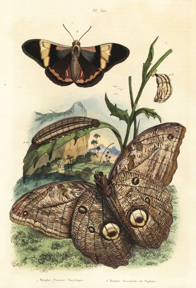 Wald-Riesenaugenfalter, Caligo eurilochus 1 und Brassolis sophorae Schmetterling, Puppe und Raupe 2 von Unbekannt