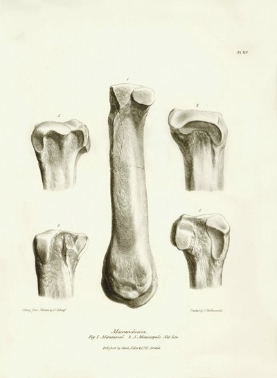 Fossile Knochen (Metatarsus und Metacarpus) des ausgestorbenen prähistorischen Tieres Macrauchenia beschrieben von Charles Darwin während seiner Expedition an Bord der Beagle. Platte aus „The Zoology of the voyage of H.M.S. Beagle under the command of Capt von Unbekannter Künstler