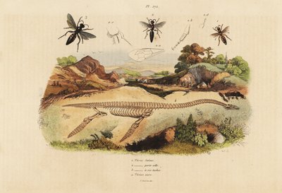 Fossiles Skelett eines ausgestorbenen Plesiosaurus 4, und Wespen, Plesia-Arten 1-3 von Unbekannt