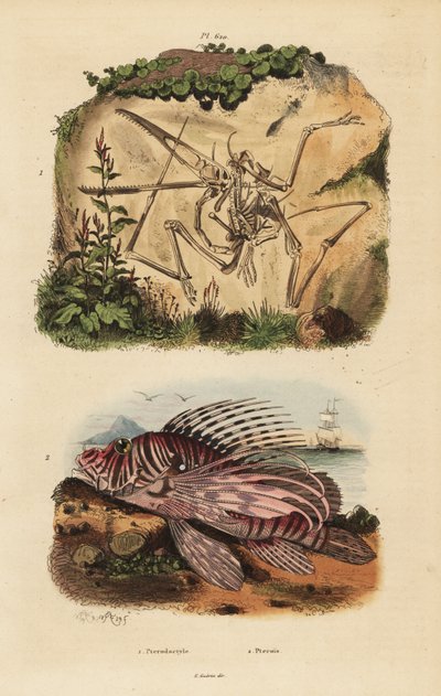 Fossiles Skelett eines ausgestorbenen Pterodaktylus, Pterodactylus antiquus, und Rotfeuerfisch, Pterois volitans von Unbekannt