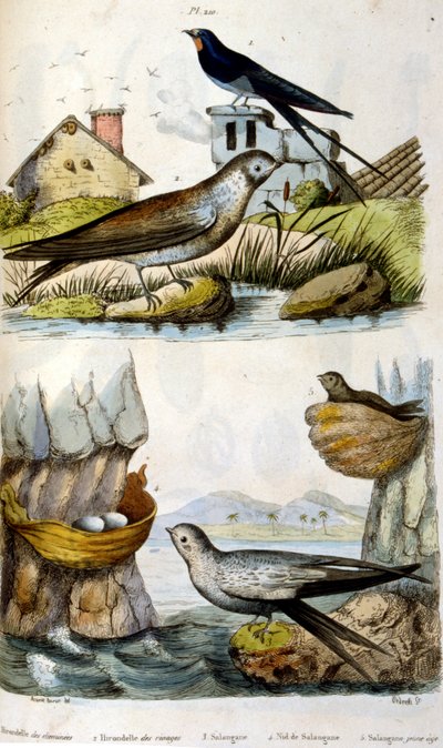Französische farbige Illustration um 1884, Darstellung von Fluss- und Küstenvögeln von Unbekannter Künstler