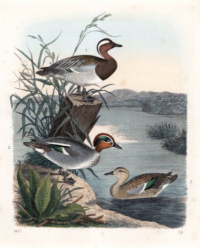 Knäkente - Sommerente - Anas querquedula 1, und Krickente - Winterente - Anas crecca, Männchen 2, und Weibchen 3. Handkolorierte Lithographie aus Carl Hoffmann