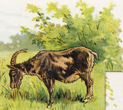 Ziege beim Grasen (Illustration aus „ABC L