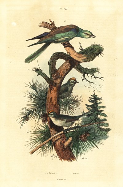 Wintergoldhähnchen und Blauracke von Unbekannt