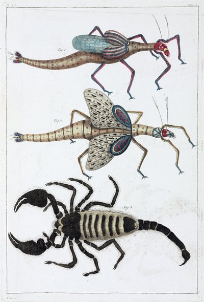 Heuschrecken und Skorpion von Unbekannt