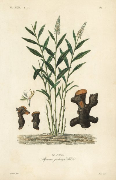 Großer Galgant oder Thai-Galgant, Alpinia galanga von Unbekannt