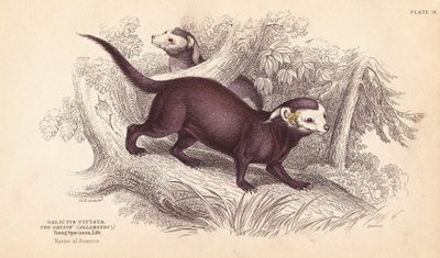 Großer Grison, Gallictis vittata. Handkolorierter Stahlstich von Lizars nach einer Illustration von Charles Hamilton Smith aus William Jardines Naturalist