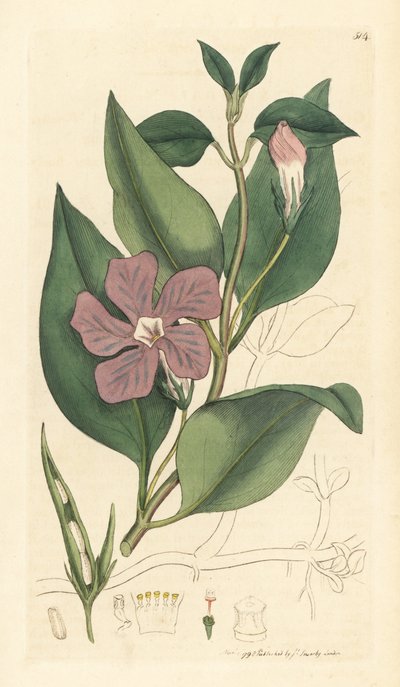 Großes Immergrün, Vinca major (großes Immergrün) Handkolorierter Kupferstich nach einer Zeichnung von James Sowerby für James Smith
