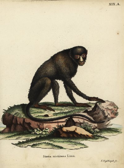 Großer Flecken-Nasenaffe oder Putty-Nasenaffe. Cercopithecus nictitans. Simia Nictitans Linn. Handkolorierte Kupferstichgravur von Johann Nussbiegel aus Johann Christian Daniel Schrebers Tierillustrationen nach der Natur von Unbekannter Künstler
