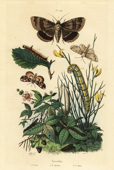 Grauer Dolchfleck und Larve, Acronicta psi 1, Apopestes spectrum und Larve 2, Pfirsichblütenmotte und Raupe, Thyatira batis 3 von Unbekannt