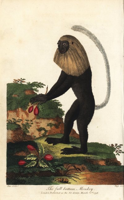 Guereza von Angola oder Angolanischer Schwarz-Weiß-Colobus - Angola-Colobus, Colobus angolensis. Vollbodenaffe, benannt nach seiner Ähnlichkeit mit einer Vollbodenperücke. Handkolorierter Kupferstich von J. Pass nach einer Illustration von Johann Jakob Ihl von Unbekannter Künstler